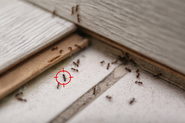 Best Bed Bug Extermination  in Nappanee, IN