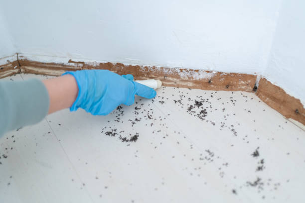 Best Local Pest Control Services  in Nappanee, IN